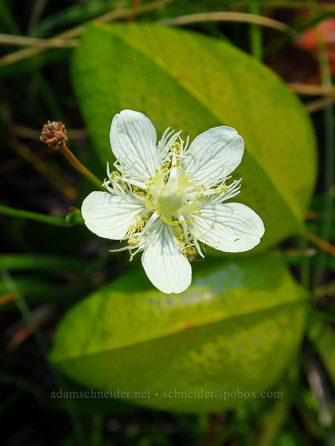 Cascade grass-of-Parnassus & California pitcher plants (Parnassia cirrata var. intermedia, Darlingtonia californica) [Forest Road 40N45, Shasta-Trinity National Forest, Trinity County, California]