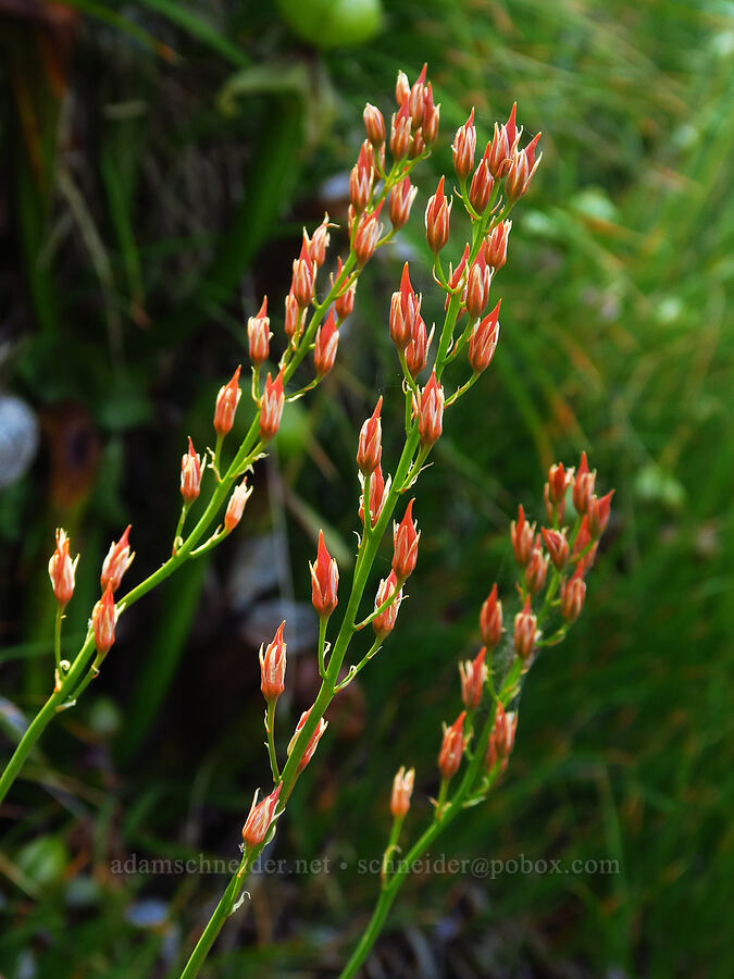 California bog asphodel, going to seed (Narthecium californicum) [Forest Road 40N45, Shasta-Trinity National Forest, Trinity County, California]