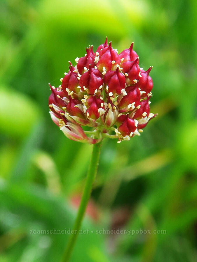 western false asphodel, going to seed (Triantha occidentalis (Tofieldia glutinosa var. occidentalis)) [Forest Road 40N45, Shasta-Trinity National Forest, Trinity County, California]