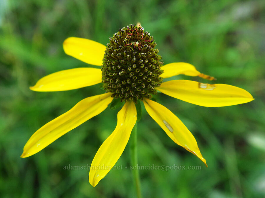 Klamath coneflower (Rudbeckia klamathensis (Rudbeckia californica var. intermedia)) [Forest Road 40N45, Shasta-Trinity National Forest, Trinity County, California]