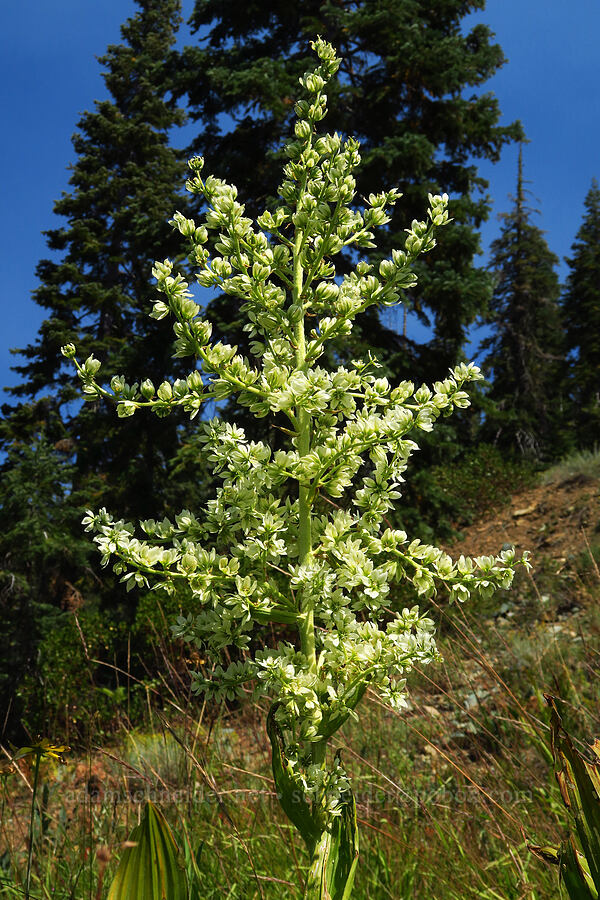 California corn lily (Veratrum californicum var. californicum) [Forest Road 40N45, Shasta-Trinity National Forest, Trinity County, California]