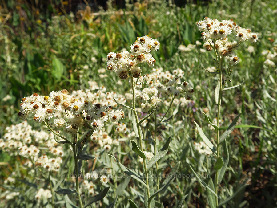 pearly everlasting (Anaphalis margaritacea) [Forest Road 40N45, Shasta-Trinity National Forest, Trinity County, California]