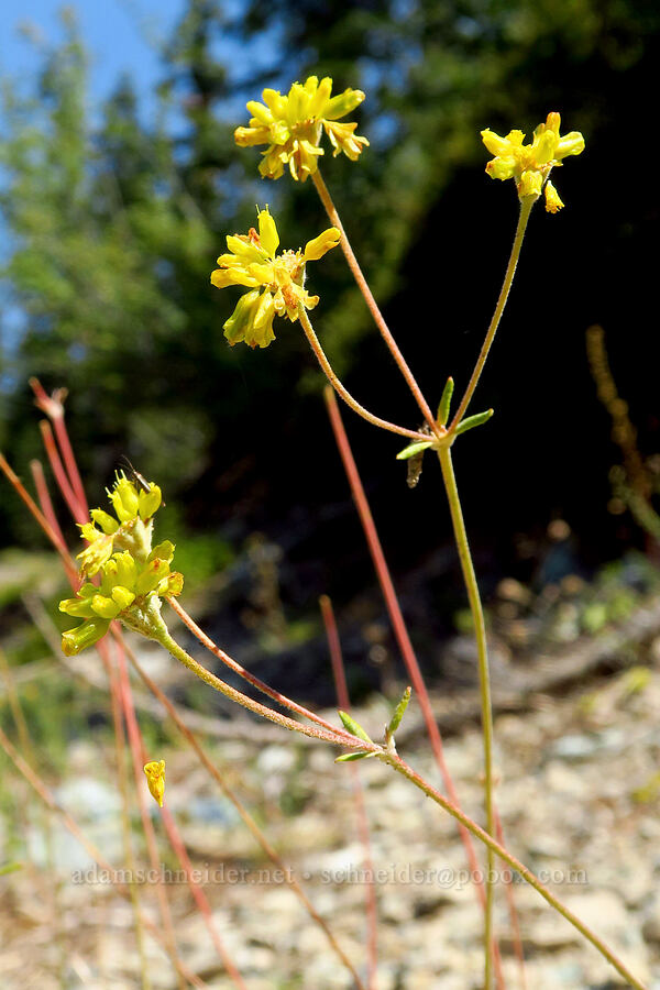 Congdon's buckwheat (Eriogonum congdonii) [Picayune Spring Trail, Shasta-Trinity National Forest, Trinity County, California]