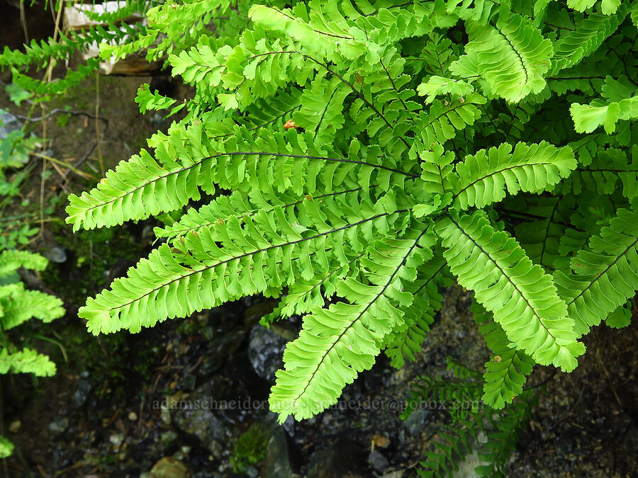 maiden-hair fern (Adiantum aleuticum) [Picayune Spring, Shasta-Trinity National Forest, Trinity County, California]