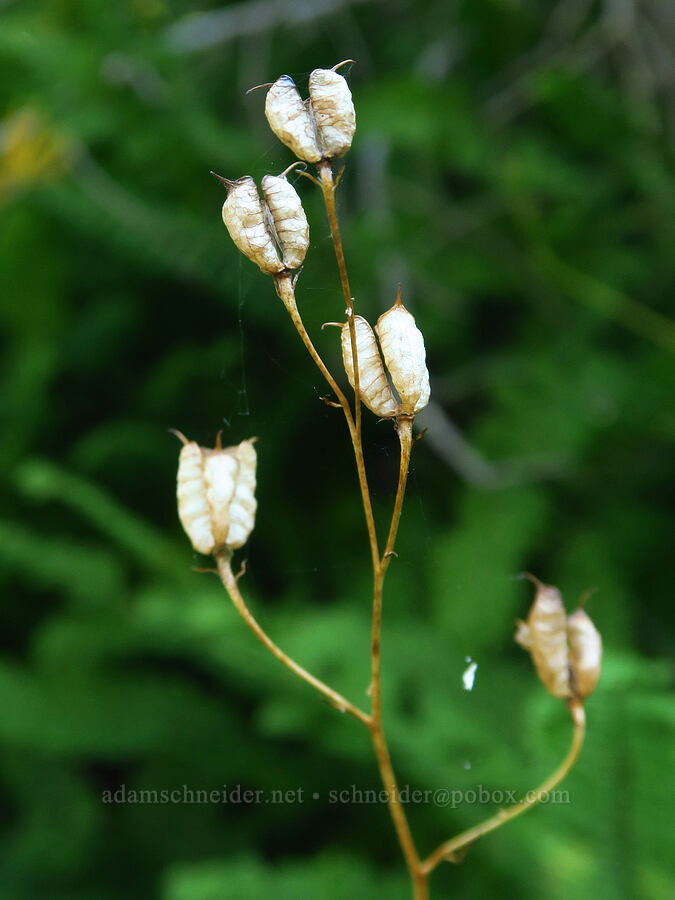 monkshood seed pods (Aconitum columbianum) [Picayune Spring, Shasta-Trinity National Forest, Trinity County, California]