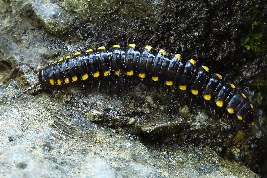 yellow-spotted millipede (Harpaphe haydeniana) [Picayune Spring, Shasta-Trinity National Forest, Trinity County, California]