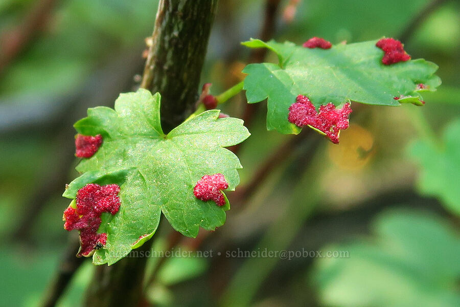 erineum mite gall on Rocky Mountain maple leaves (Aceria calaceris (Eriophyes calaceris), Acer glabrum var. glabrum) [Picayune Spring, Shasta-Trinity National Forest, Trinity County, California]