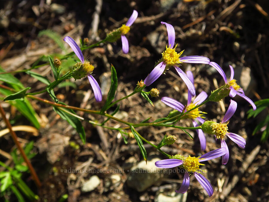 Siskiyou aster (Doellingeria glabrata (Eucephalus glabratus) (Aster siskiyouensis)) [Picayune Spring Trail, Shasta-Trinity National Forest, Trinity County, California]