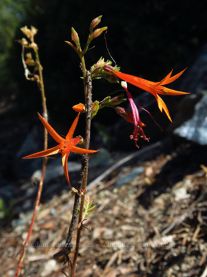 scarlet gilia (Ipomopsis aggregata) [Picayune Spring Trail, Shasta-Trinity National Forest, Trinity County, California]