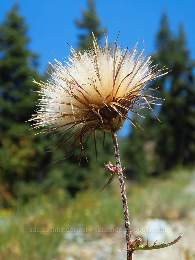 rose thistle, going to seed (Cirsium andersonii) [Picayune Spring Trail, Shasta-Trinity National Forest, Trinity County, California]