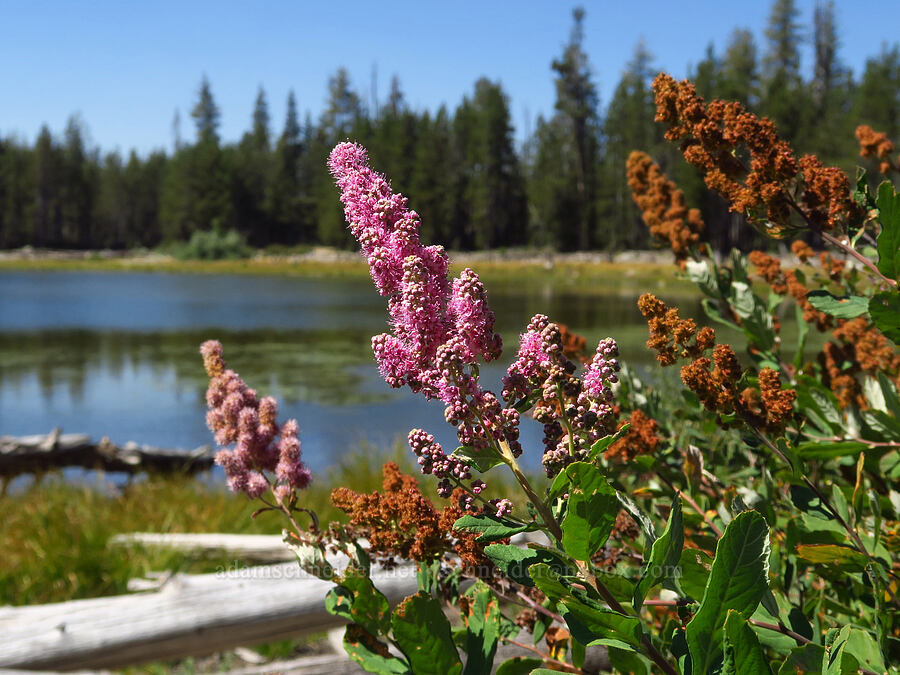 Douglas' spirea (Spiraea douglasii) [Mumbo Lake, Shasta-Trinity National Forest, Trinity County, California]