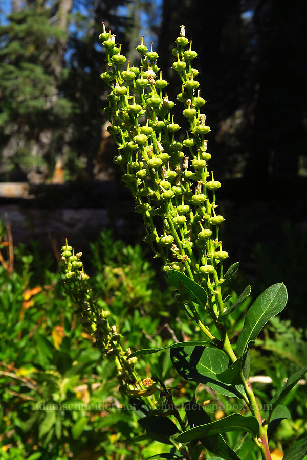 Sierra laurel, going to seed (Leucothoe davisiae) [Mumbo Lake, Shasta-Trinity National Forest, Trinity County, California]