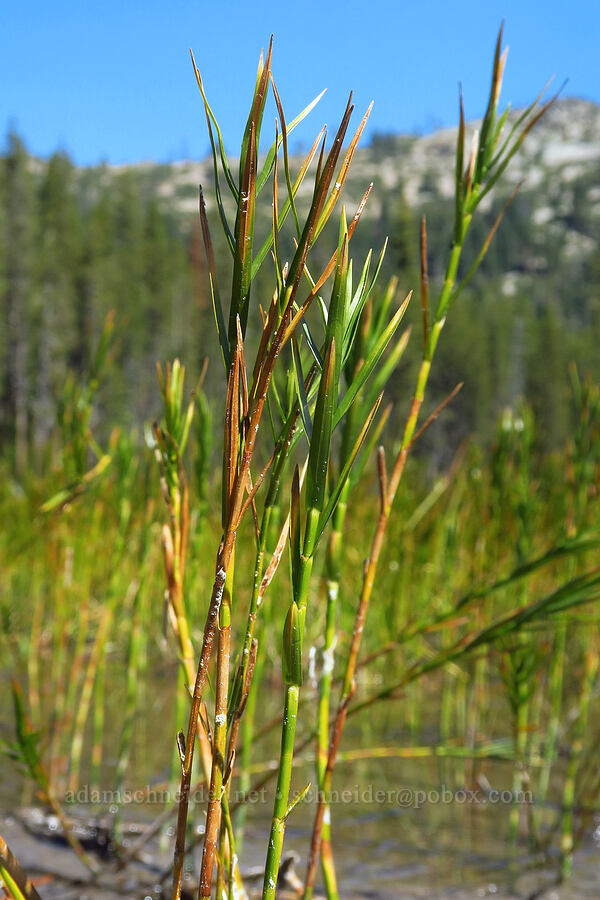 three-way sedge (Dulichium arundinaceum) [Upper Mumbo Lake, Shasta-Trinity National Forest, Trinity County, California]