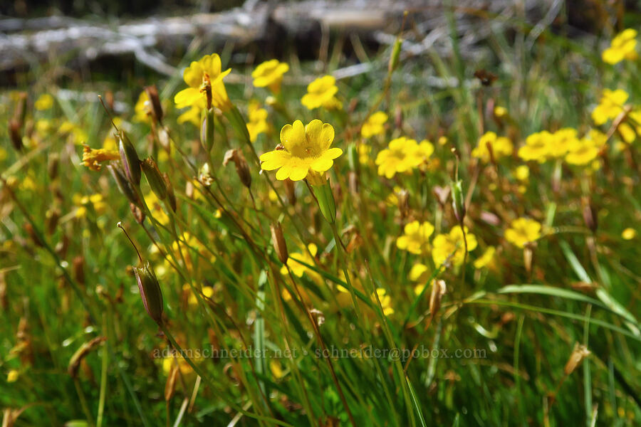 linear-leaf primrose monkeyflower (Erythranthe linearifolia (Mimulus primuloides var. linearifolius)) [Gumboot Lake Basin, Shasta-Trinity National Forest, Siskiyou County, California]