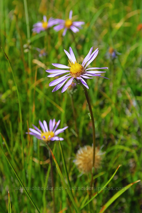 tundra asters (Oreostemma alpigenum var. andersonii (Aster alpigenus)) [Gumboot Lake Basin, Shasta-Trinity National Forest, Siskiyou County, California]