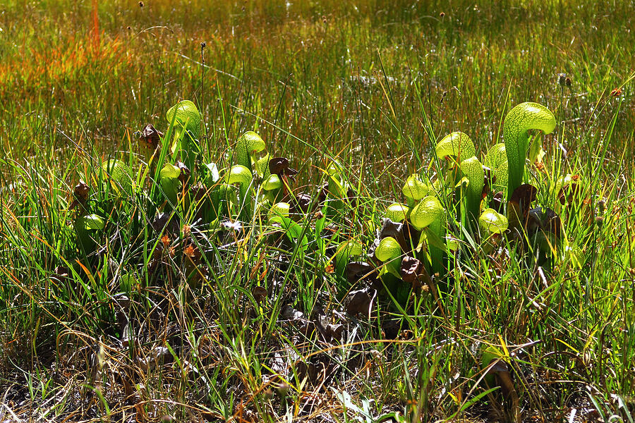 California pitcher plants (Darlingtonia californica) [Gumboot Lake Basin, Shasta-Trinity National Forest, Siskiyou County, California]