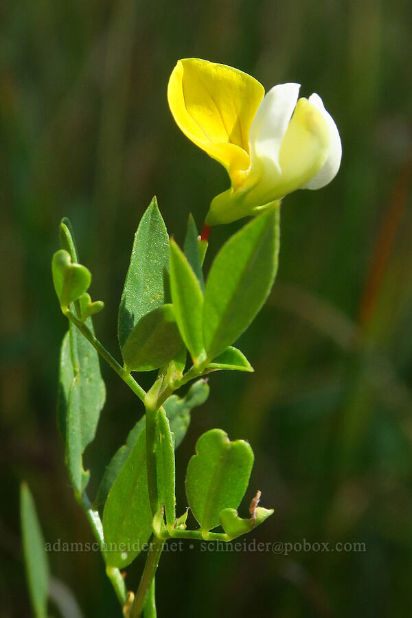 meadow bird's-foot trefoil (Hosackia pinnata (Lotus pinnatus)) [Gumboot Lake Basin, Shasta-Trinity National Forest, Siskiyou County, California]