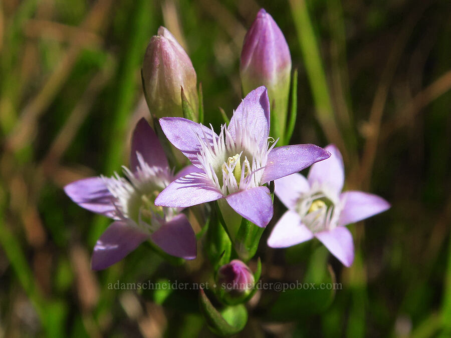 autumn dwarf gentian (Gentianella amarella (Gentiana amarella)) [Gumboot Lake Basin, Shasta-Trinity National Forest, Siskiyou County, California]