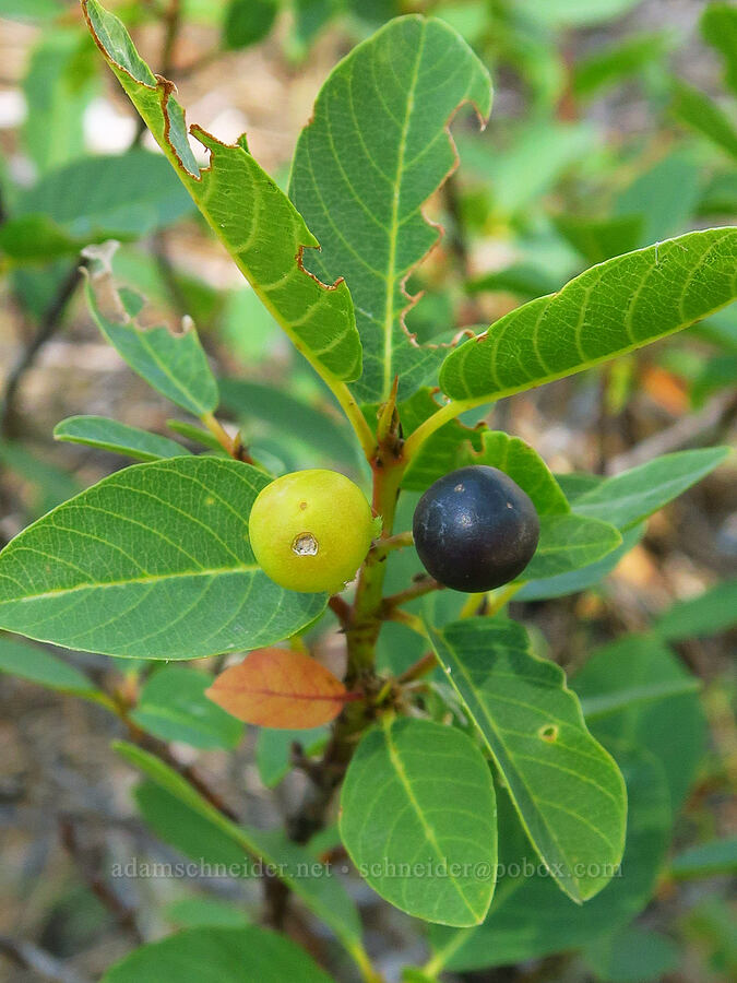 California buckthorn/coffee-berry (?) (Frangula californica (Rhamnus californica)) [Gumboot Lake Basin, Shasta-Trinity National Forest, Siskiyou County, California]