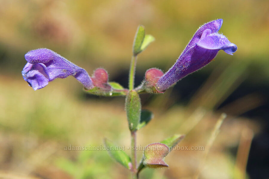 snapdragon skull-cap (Scutellaria antirrhinoides) [Gumboot Lake, Shasta-Trinity National Forest, Siskiyou County, California]