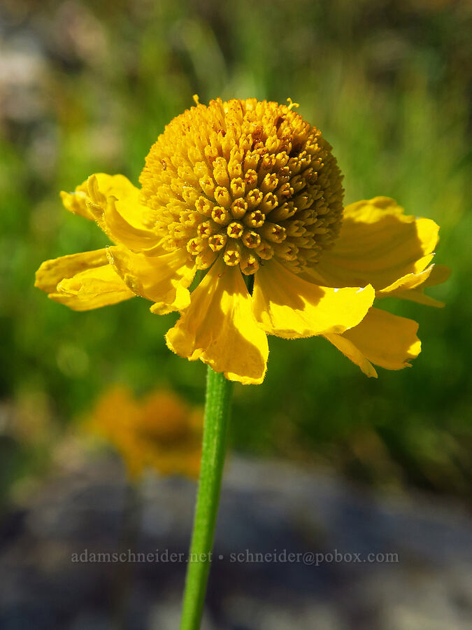 Bigelow's sneezeweed (Helenium bigelovii) [Gumboot Lake, Shasta-Trinity National Forest, Siskiyou County, California]