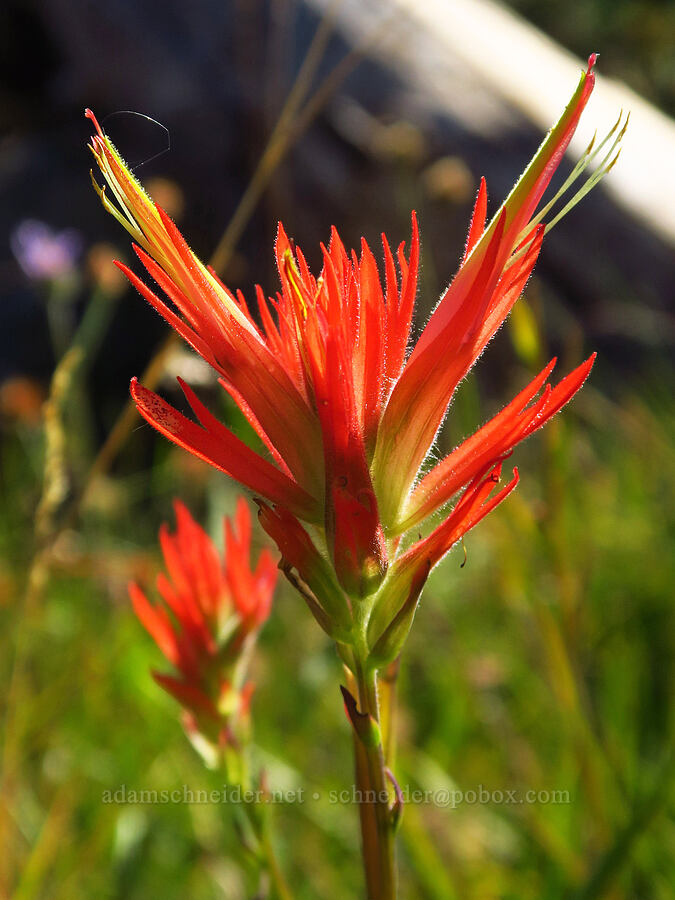 scarlet paintbrush (Castilleja miniata) [Gumboot Lake, Shasta-Trinity National Forest, Siskiyou County, California]