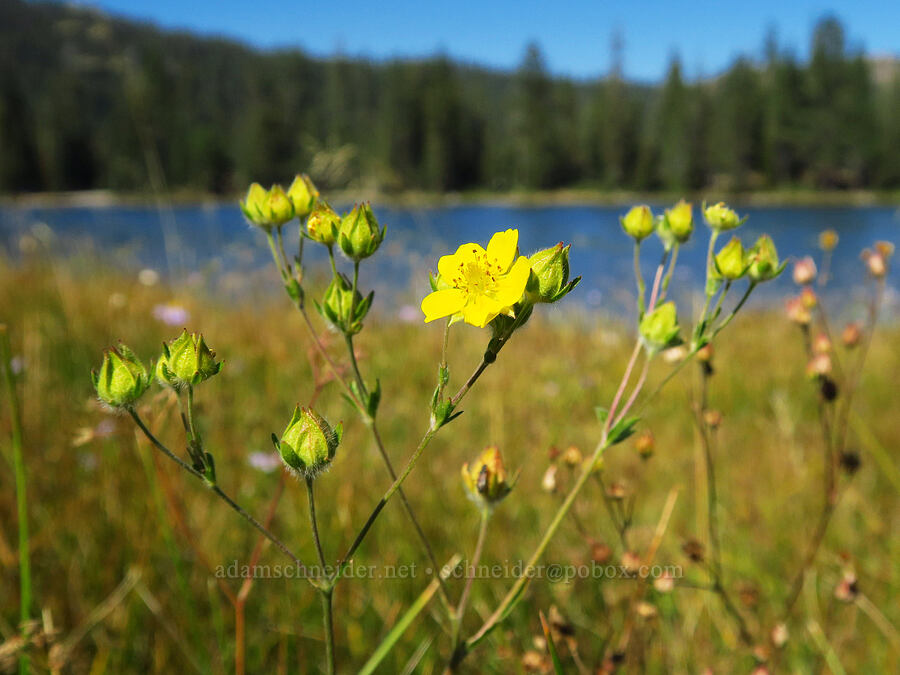 Nuttall's cinquefoil (Potentilla gracilis var. fastigiata (Potentilla gracilis var. nuttallii)) [Gumboot Lake, Shasta-Trinity National Forest, Siskiyou County, California]