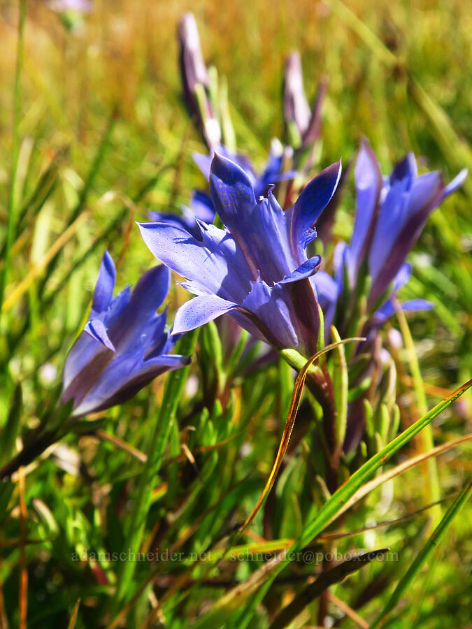 Newberry's gentian (Gentiana newberryi var. newberryi) [Gumboot Lake, Shasta-Trinity National Forest, Siskiyou County, California]