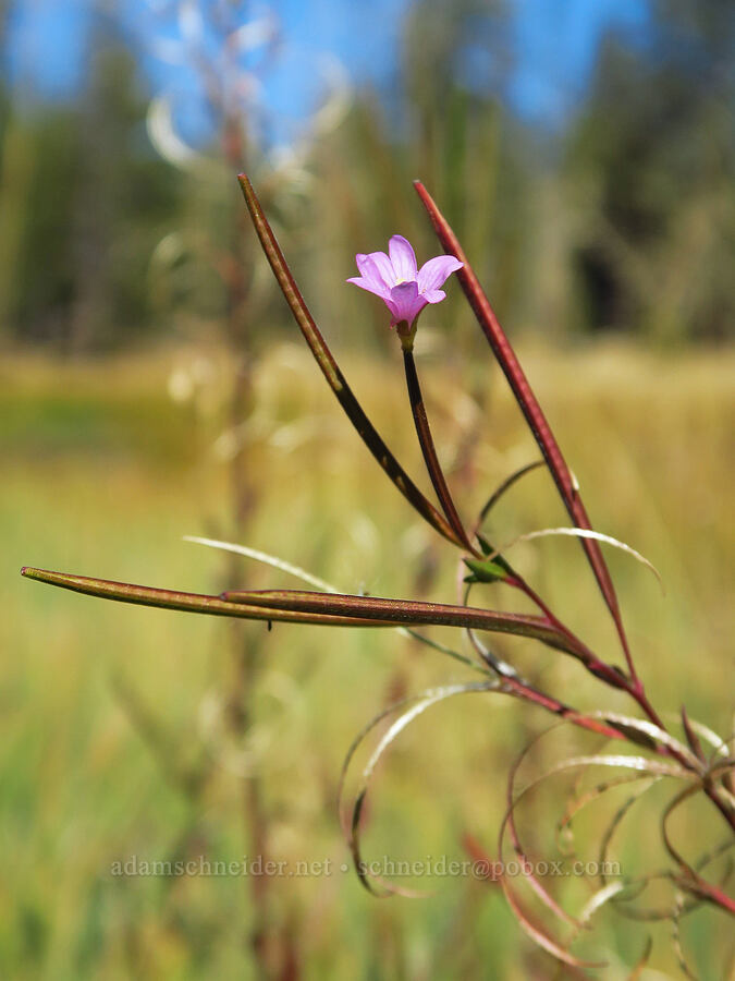 autumn willow-herb (Epilobium brachycarpum) [Gumboot Lake, Shasta-Trinity National Forest, Siskiyou County, California]