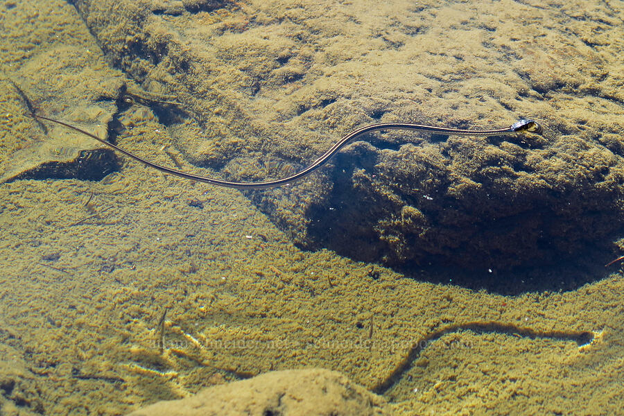 swimming mountain garter snake (Thamnophis elegans elegans) [Gumboot Lake, Shasta-Trinity National Forest, Siskiyou County, California]