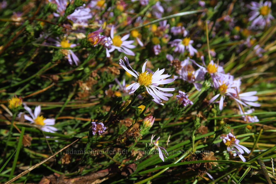 western mountain aster (Symphyotrichum spathulatum (Aster occidentalis)) [Gumboot Lake, Shasta-Trinity National Forest, Siskiyou County, California]