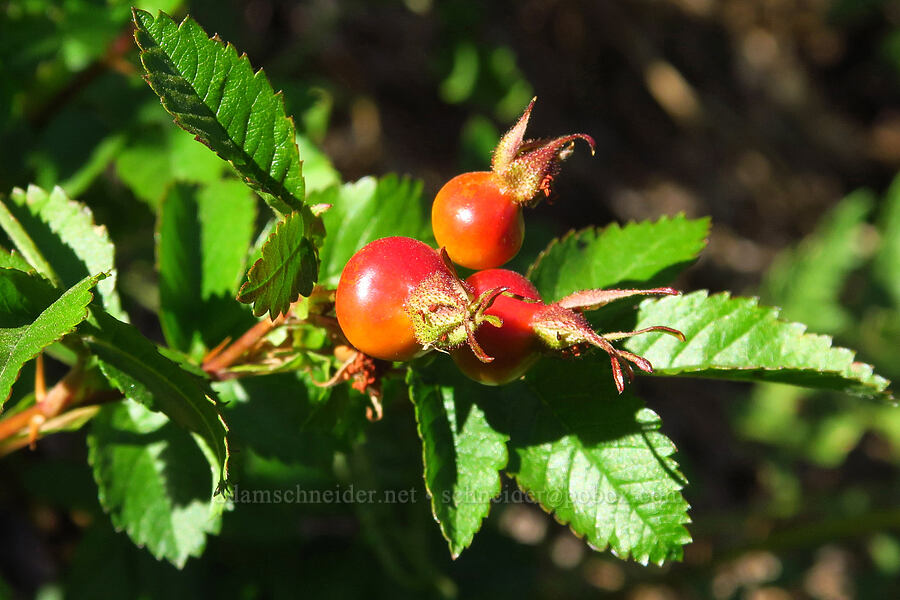 wild rose hips (Rosa sp.) [Castle Shore Trail, Shasta-Trinity National Forest, Siskiyou County, California]