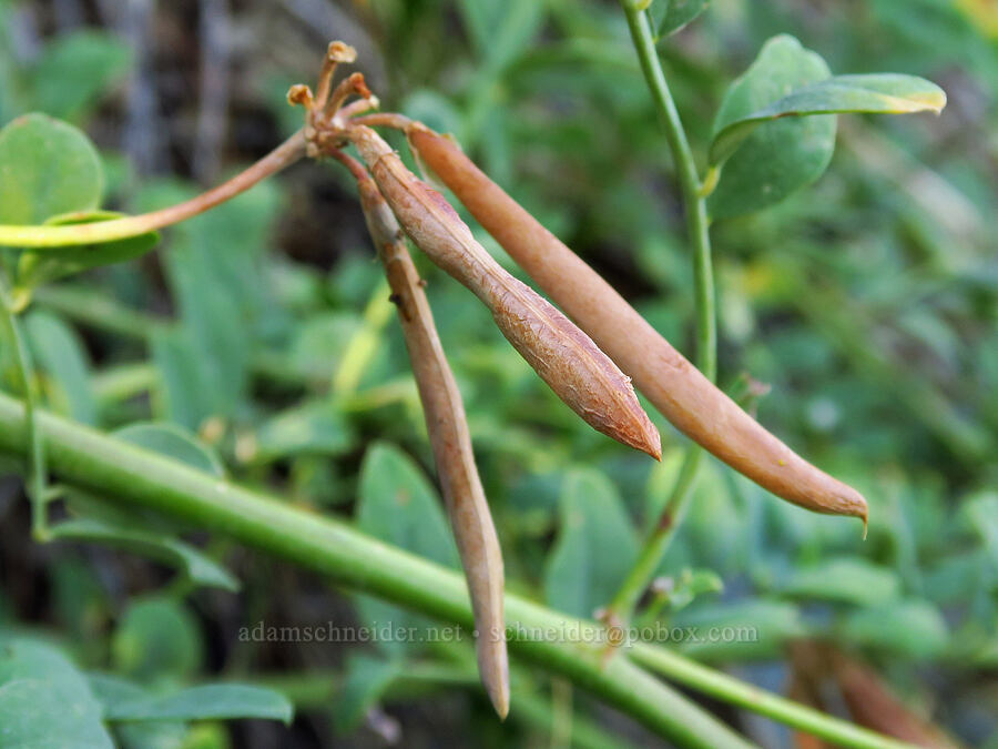 big deer-vetch, gone to seed (Hosackia crassifolia (Lotus crassifolius)) [Castle Shore Trail, Shasta-Trinity National Forest, Siskiyou County, California]