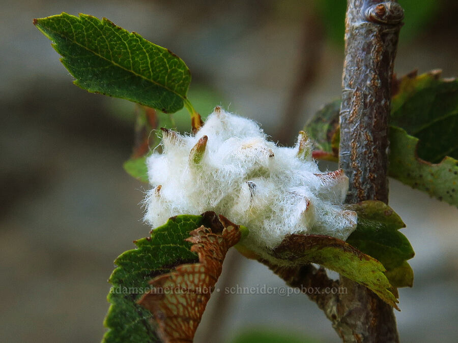 mite gall on serviceberry (Blaesodiplosis sp., Amelanchier sp.) [Castle Shore Trail, Shasta-Trinity National Forest, Siskiyou County, California]