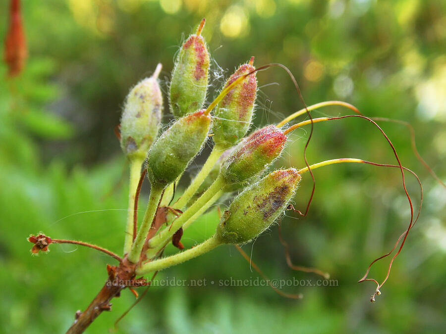 western azalea, going to seed (Rhododendron occidentale) [Castle Shore Trail, Shasta-Trinity National Forest, Siskiyou County, California]