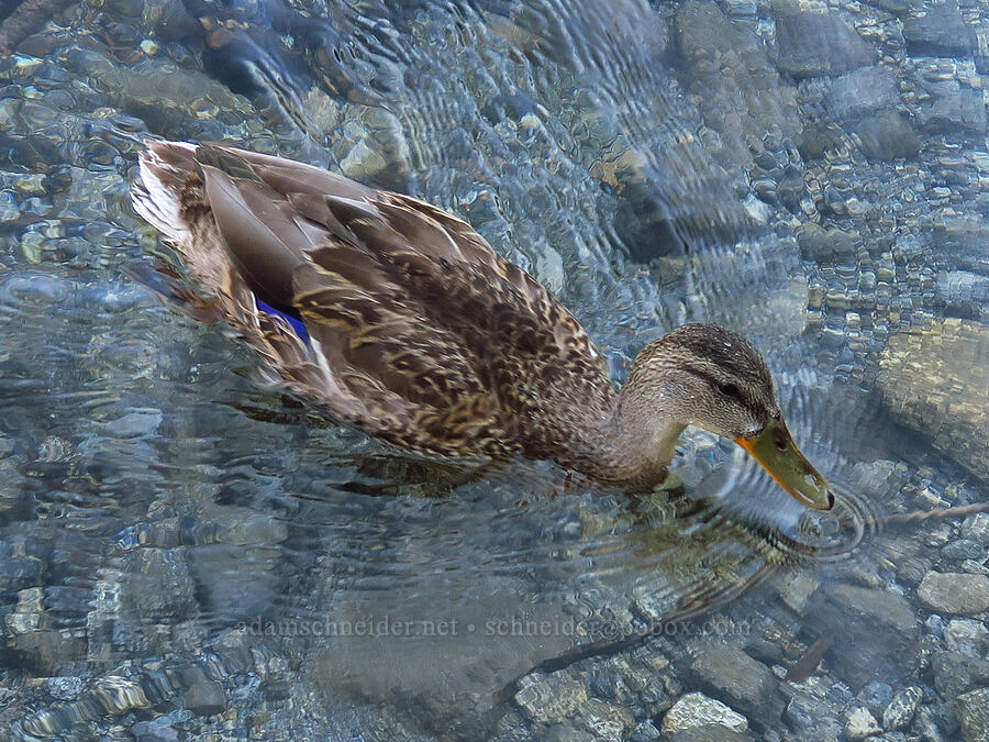 mallard duck (Anas platyrhynchos) [Castle Shore Trail, Shasta-Trinity National Forest, Siskiyou County, California]