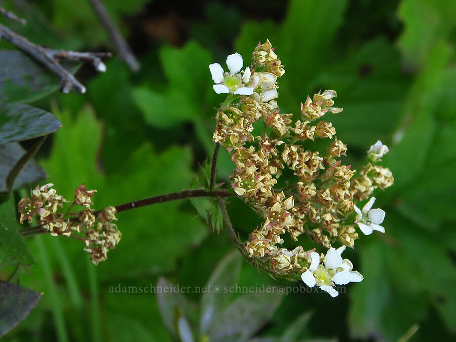 mountain boykinia (Boykinia major) [Castle Shore Trail, Shasta-Trinity National Forest, Siskiyou County, California]