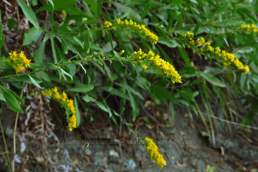 goldenrod (Solidago sp.) [Castle Shore Trail, Shasta-Trinity National Forest, Siskiyou County, California]