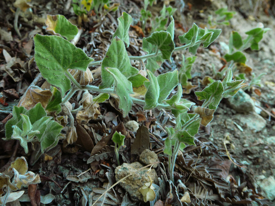 Sierra morning-glory leaves (Calystegia malacophylla ssp. malacophylla) [Castle Shore Trail, Shasta-Trinity National Forest, Siskiyou County, California]