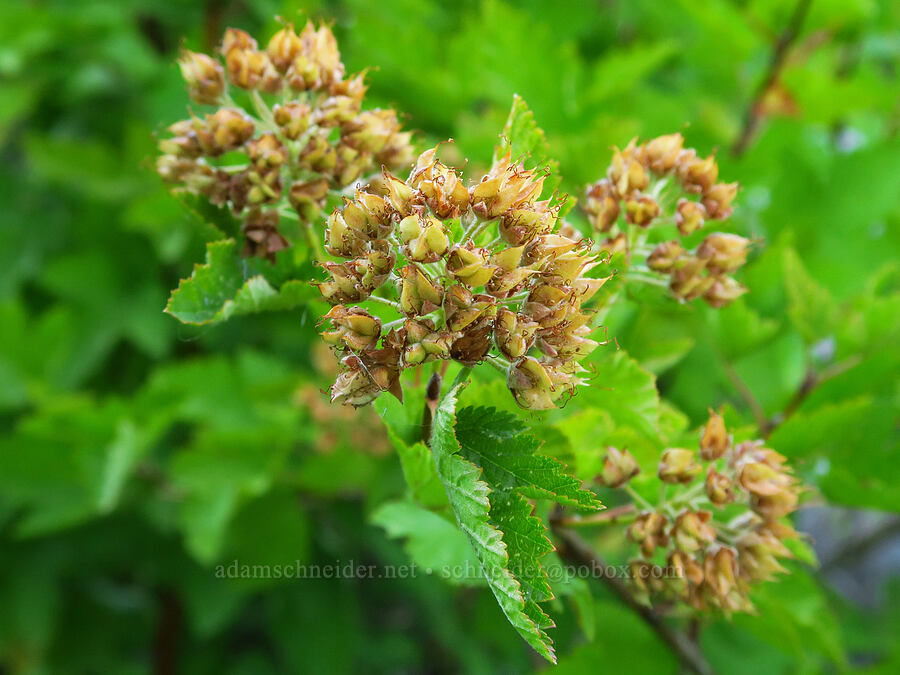 Pacific nine-bark, going to seed (Physocarpus capitatus) [Castle Shore Trail, Shasta-Trinity National Forest, Siskiyou County, California]