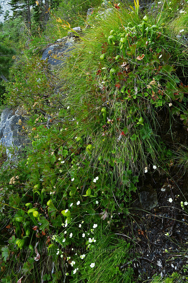 pitcher plants & grass-of-Parnassus (Darlingtonia californica, Parnassia palustris (Parnassia californica)) [Castle Shore Trail, Shasta-Trinity National Forest, Siskiyou County, California]