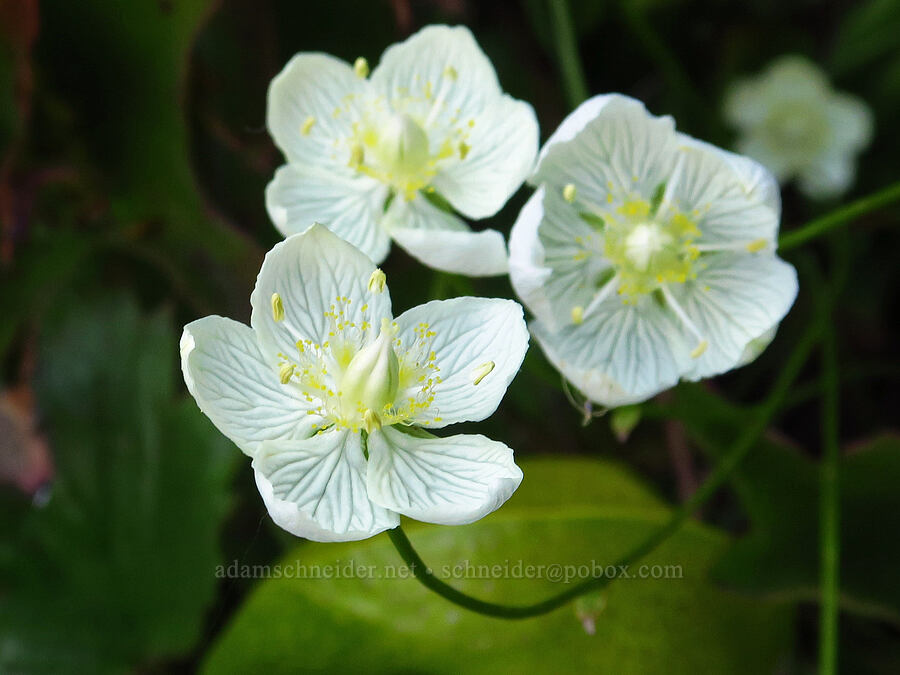 marsh grass-of-Parnassus (Parnassia palustris (Parnassia californica)) [Castle Shore Trail, Shasta-Trinity National Forest, Siskiyou County, California]