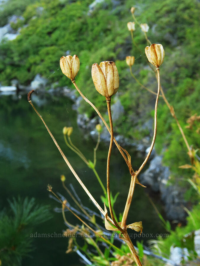 leopard lily seed pods (Lilium pardalinum) [Castle Shore Trail, Shasta-Trinity National Forest, Siskiyou County, California]