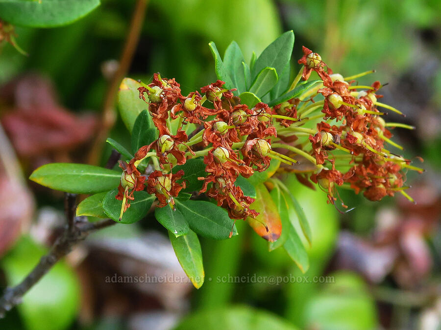 trapper's tea, going to seed (Rhododendron columbianum (Ledum columbianum) (Ledum glandulosum)) [Castle Shore Trail, Shasta-Trinity National Forest, Siskiyou County, California]