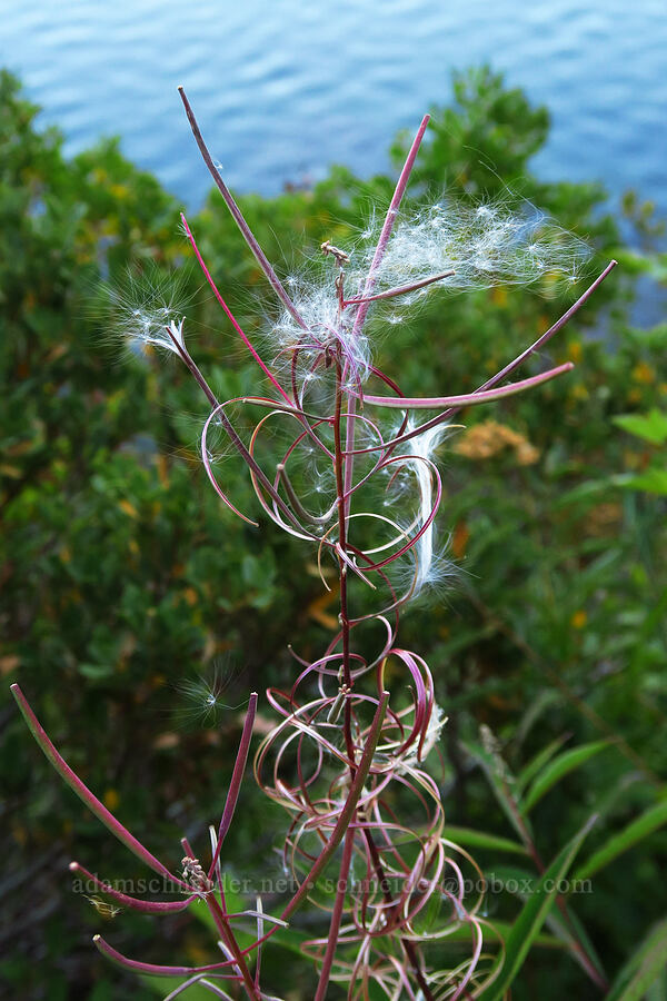 fireweed, gone to seed (Chamerion angustifolium (Chamaenerion angustifolium) (Epilobium angustifolium)) [Castle Shore Trail, Shasta-Trinity National Forest, Siskiyou County, California]