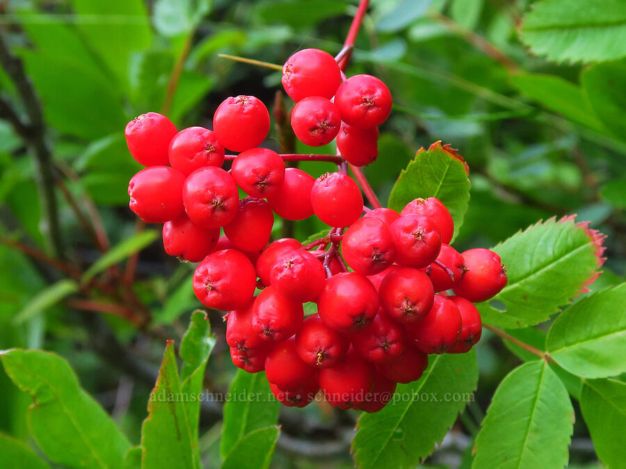 California mountain-ash berries (Sorbus californica) [Castle Shore Trail, Shasta-Trinity National Forest, Siskiyou County, California]