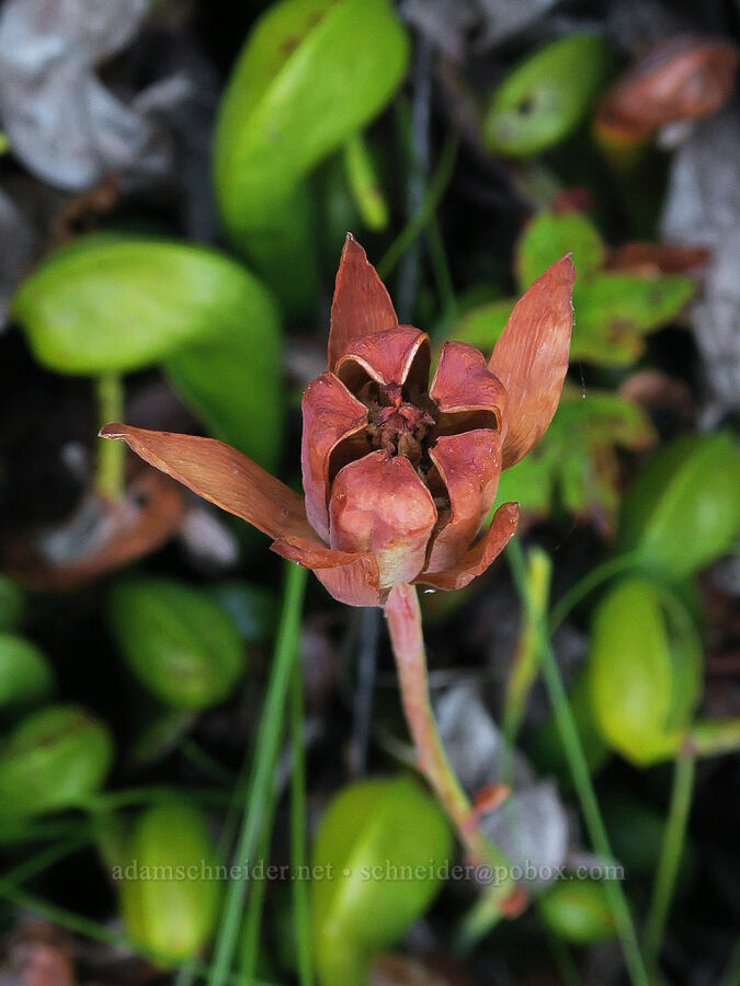 California pitcher plant, gone to seed (Darlingtonia californica) [Castle Shore Trail, Shasta-Trinity National Forest, Siskiyou County, California]