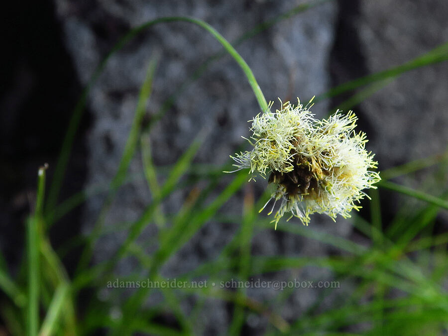 fringed cotton-grass (Calliscirpus criniger (Eriophorum crinigerum)) [Castle Shore Trail, Shasta-Trinity National Forest, Siskiyou County, California]