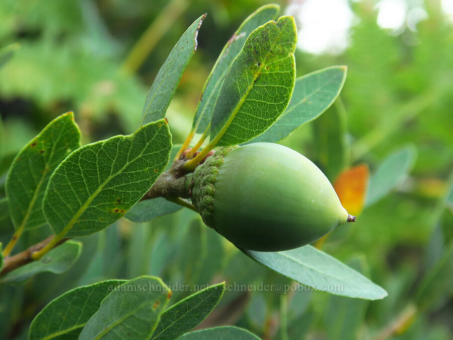 huckleberry oak acorn (Quercus vacciniifolia) [Castle Shore Trail, Shasta-Trinity National Forest, Siskiyou County, California]