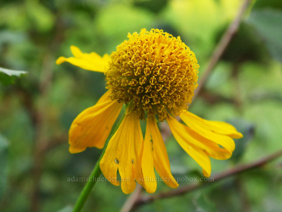 Bigelow's sneezeweed (Helenium bigelovii) [Castle Lake Trail, Shasta-Trinity National Forest, Siskiyou County, California]